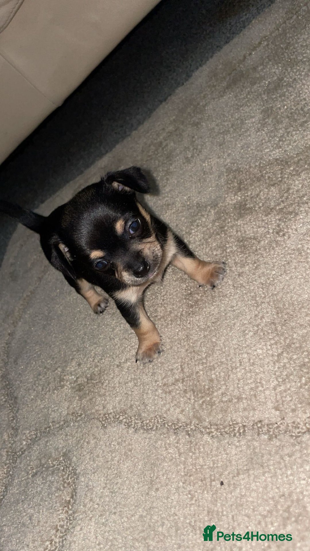 Chihuahua dogs for sale: Chihuahua puppies  - Image 11