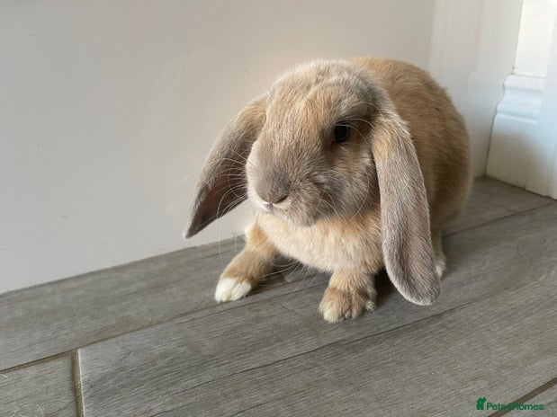 Mini Lop rabbits - Advert 3