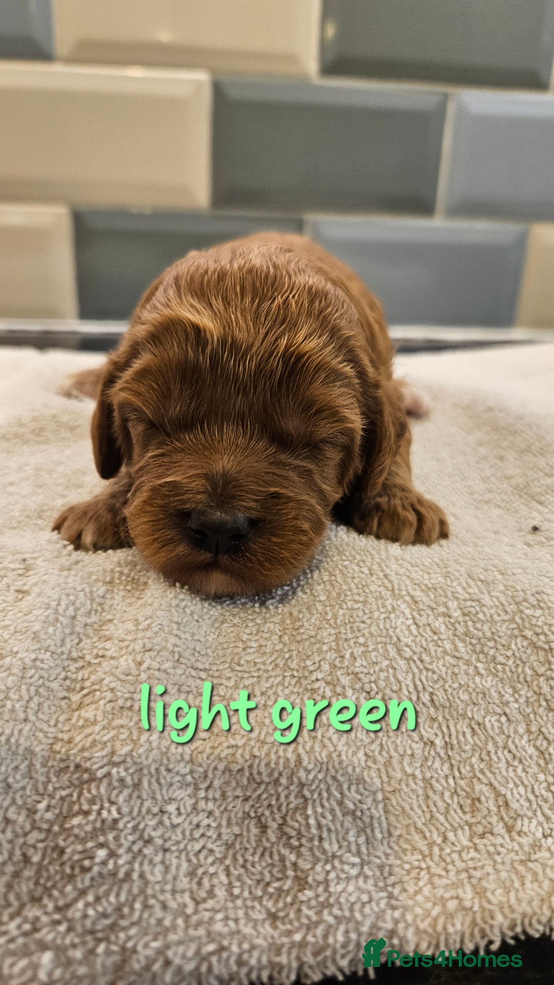 Cockapoo dogs for sale: Beautiful PRA F1B puppies - Image 12