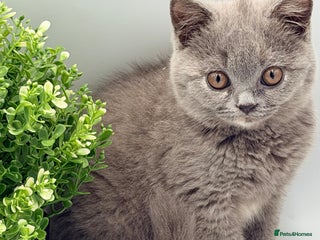 British Shorthair cats PEDIGREE REGISTERED CHUNKY BRITISH SHORTHAIRS - Advert 14