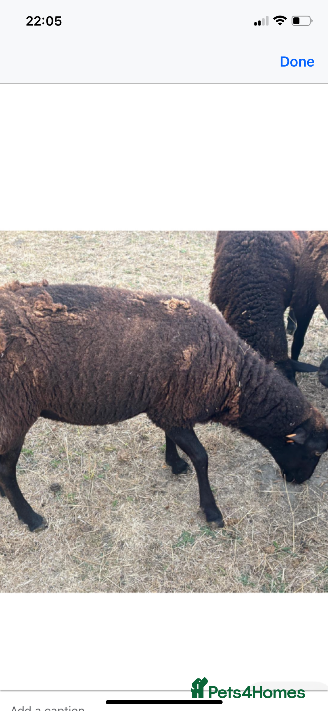 Sheep livestock for sale: For sale grade 4 Dutch spotted ewes  - Image 2