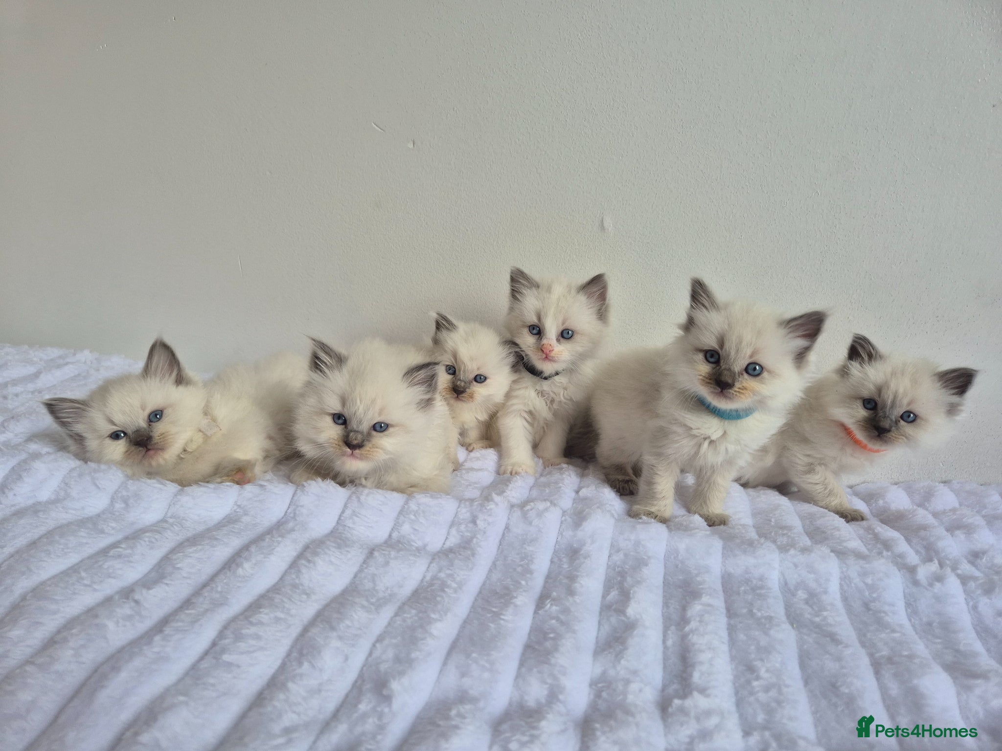 Ragdoll cats Ragdoll kittens  - Advert 5