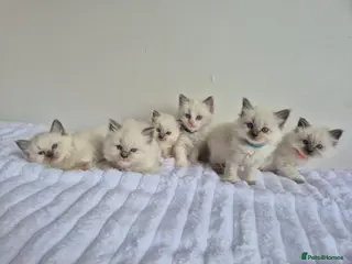 Ragdoll cats Ragdoll kittens - Advert 5