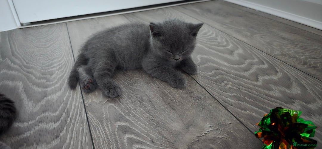 British Shorthair cats for sale: British Blue Shorthair - Image 12