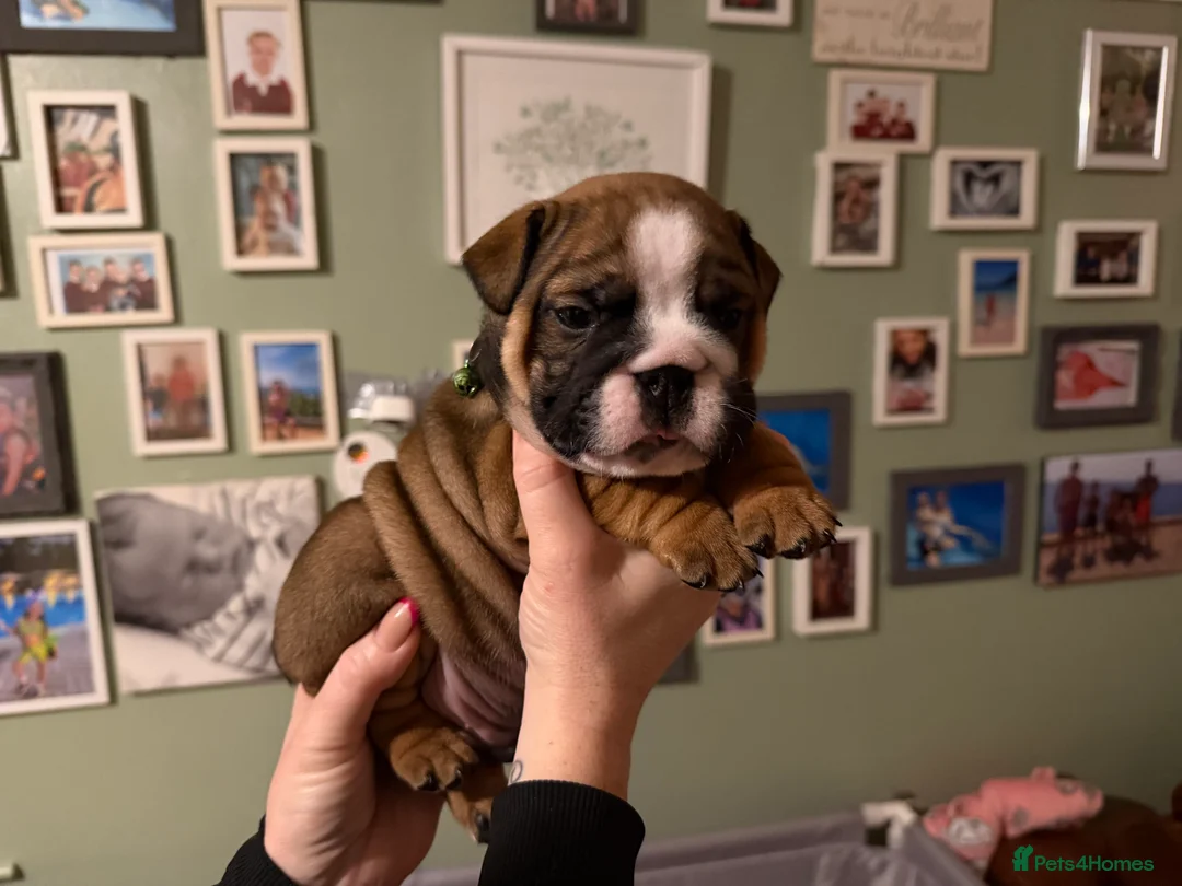 English Bulldog dogs for sale: 🌸💙 top blood line English bulldogs 🌸💙❤️ - Advert 3