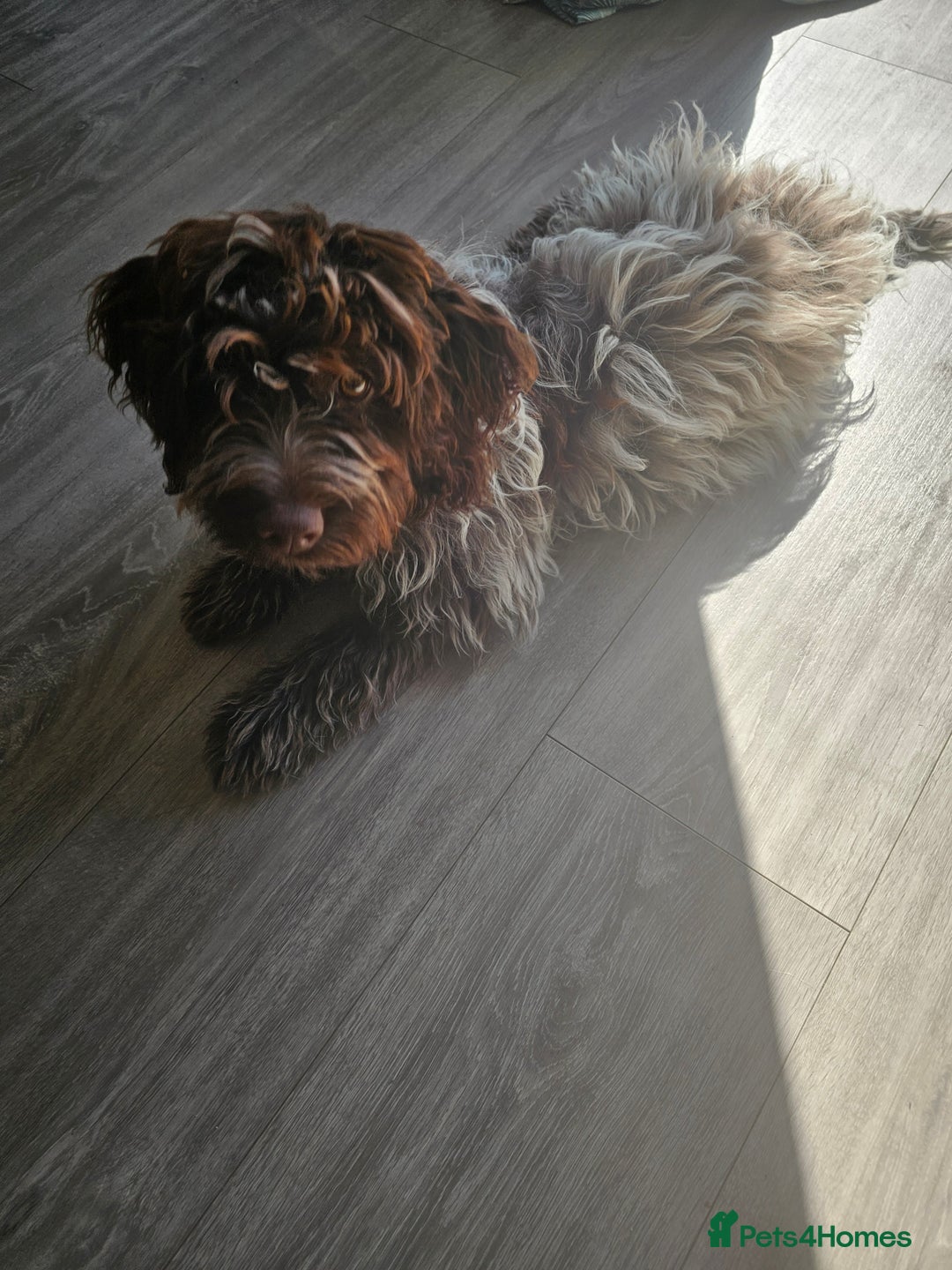 Cockapoo dogs for sale: Cockapoo F1 puppy - Image 6