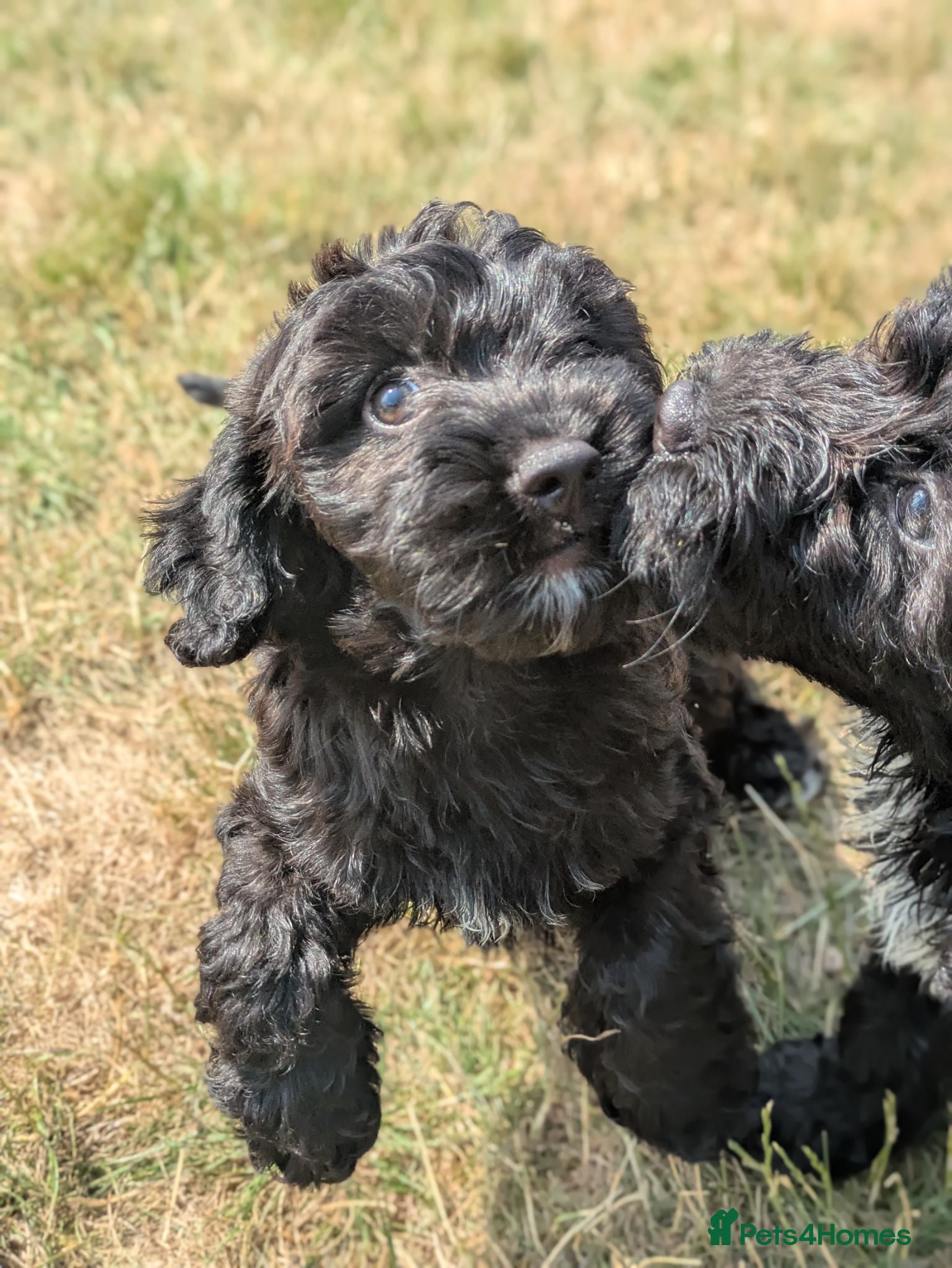 Cockapoo dogs 🖤F1 Miniature Cockapoos, Health Tested Parents - Advert 1