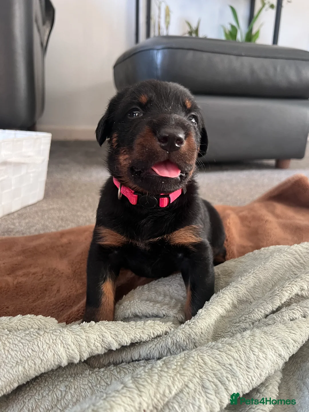 Mixed Breed dogs for sale: Adorable Doberman & Beauceron puppies for sale - Advert 10