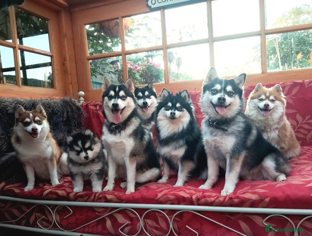 Pomsky dogs for sale: Very Tiny F4 Pomskys  - Image 6