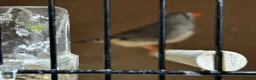 Finches birds for sale: Zebra finches - Advert 8