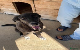 Mixed Breed dogs for adoption: Raven, 1.5 yrs approx. Available for adoption. - Image 3