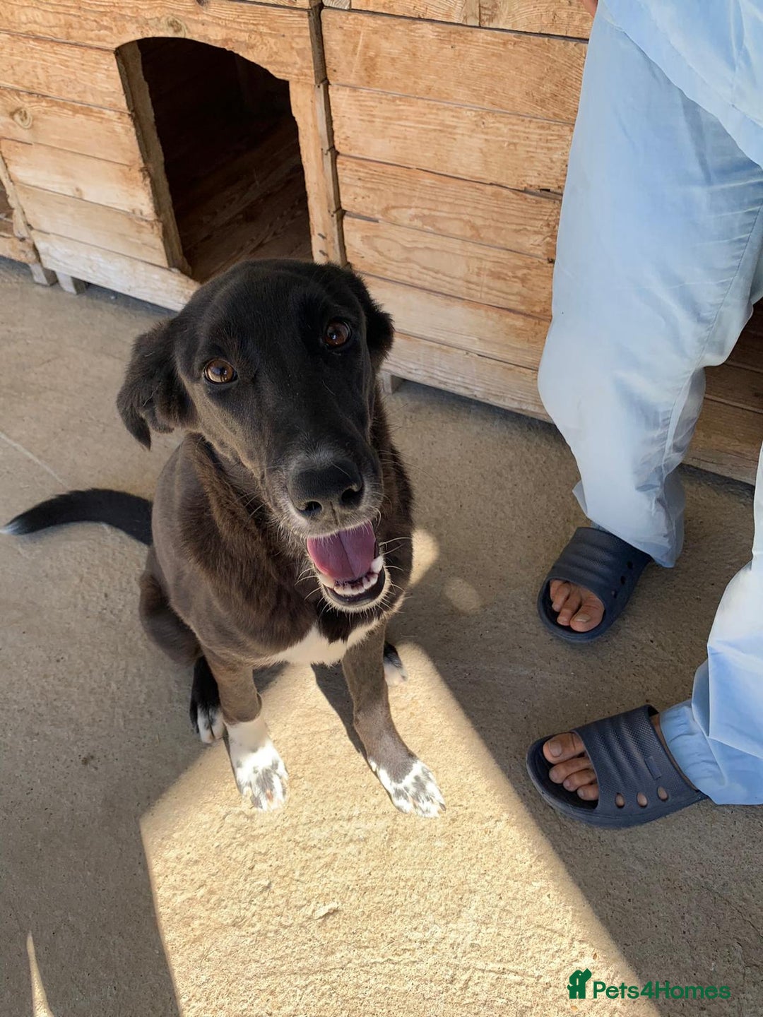 Mixed Breed dogs for adoption: Raven, 1.5 yrs approx. Available for adoption. - Image 3