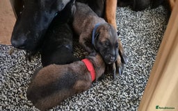 Belgian Shepherd Dog dogs for sale: Belgian Malinois puppies - Image 7