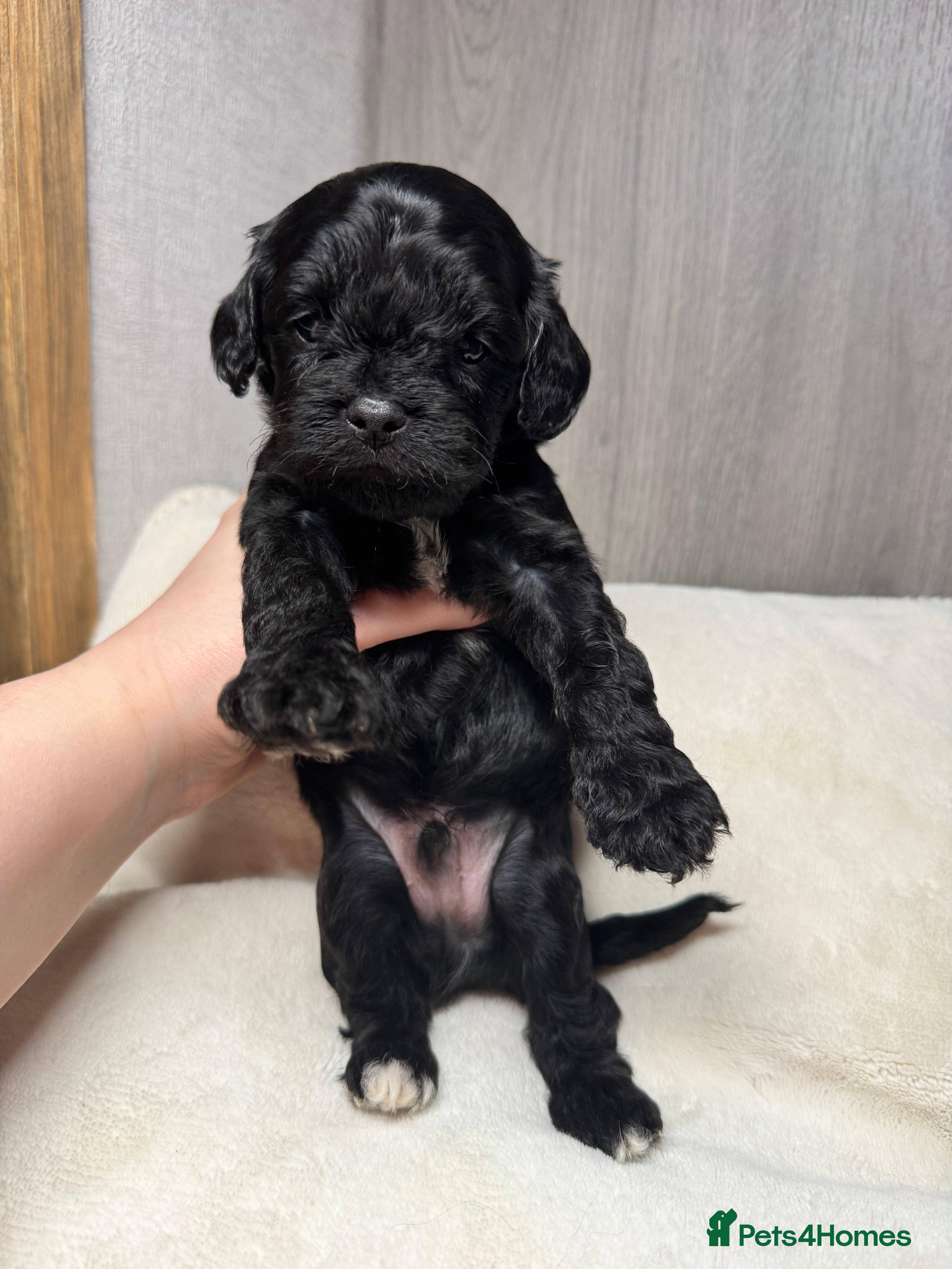 Cavapoo dogs A stunning litter of 7 little Cavapoo’s - Advert 2
