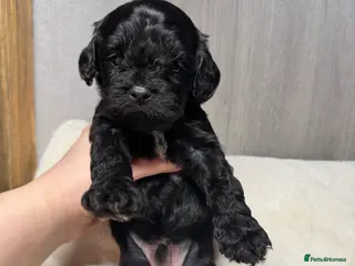 Cavapoo dogs A stunning litter of 7 little Cavapoo’s - Advert 2