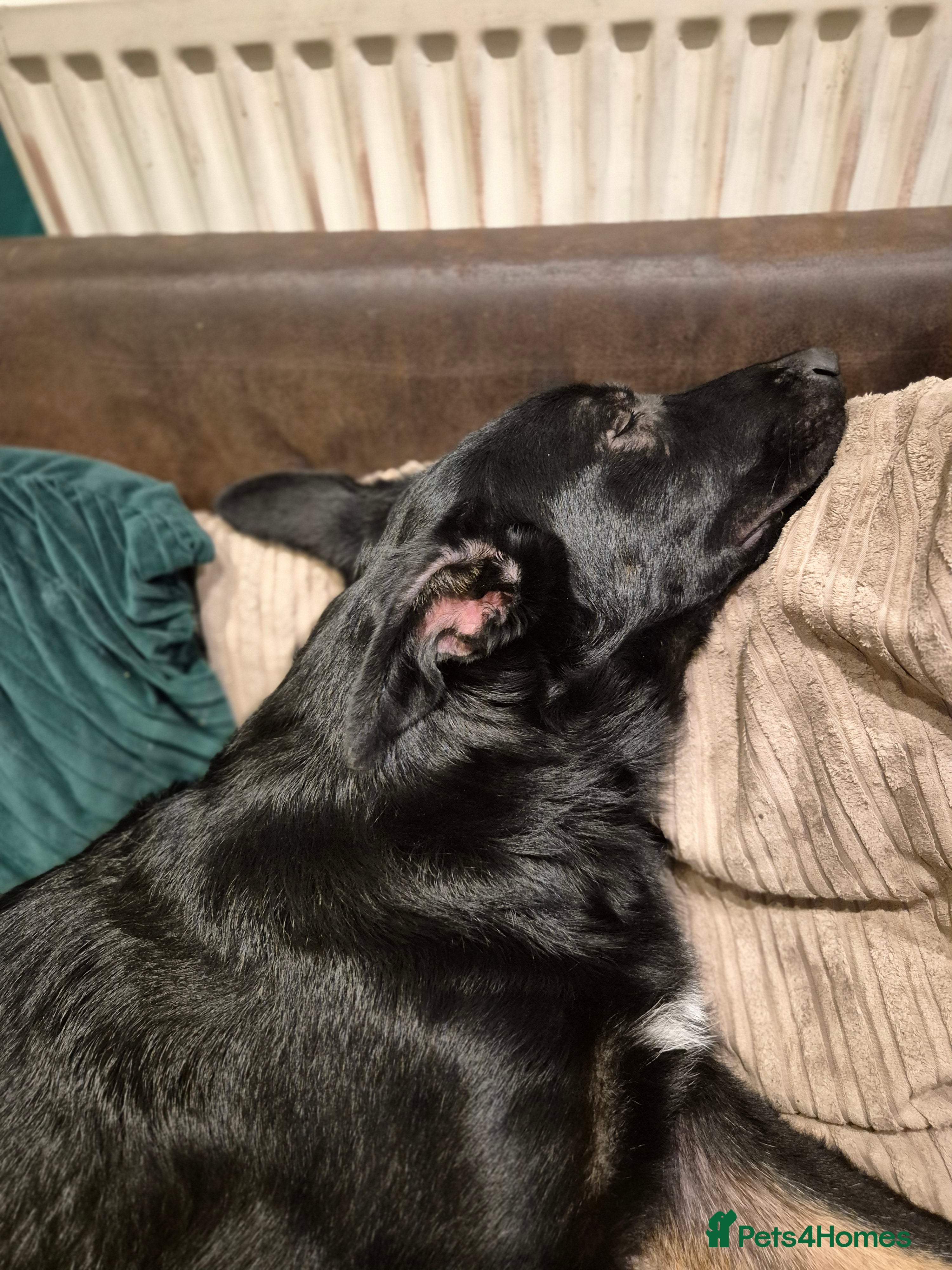 German Shepherd dogs German shepherd for sale - Advert 15