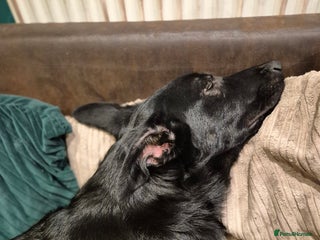 German Shepherd dogs German shepherd for sale - Advert 2