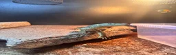Mixed Breed reptiles for sale: Snakes and lizards for sale  - Advert 3