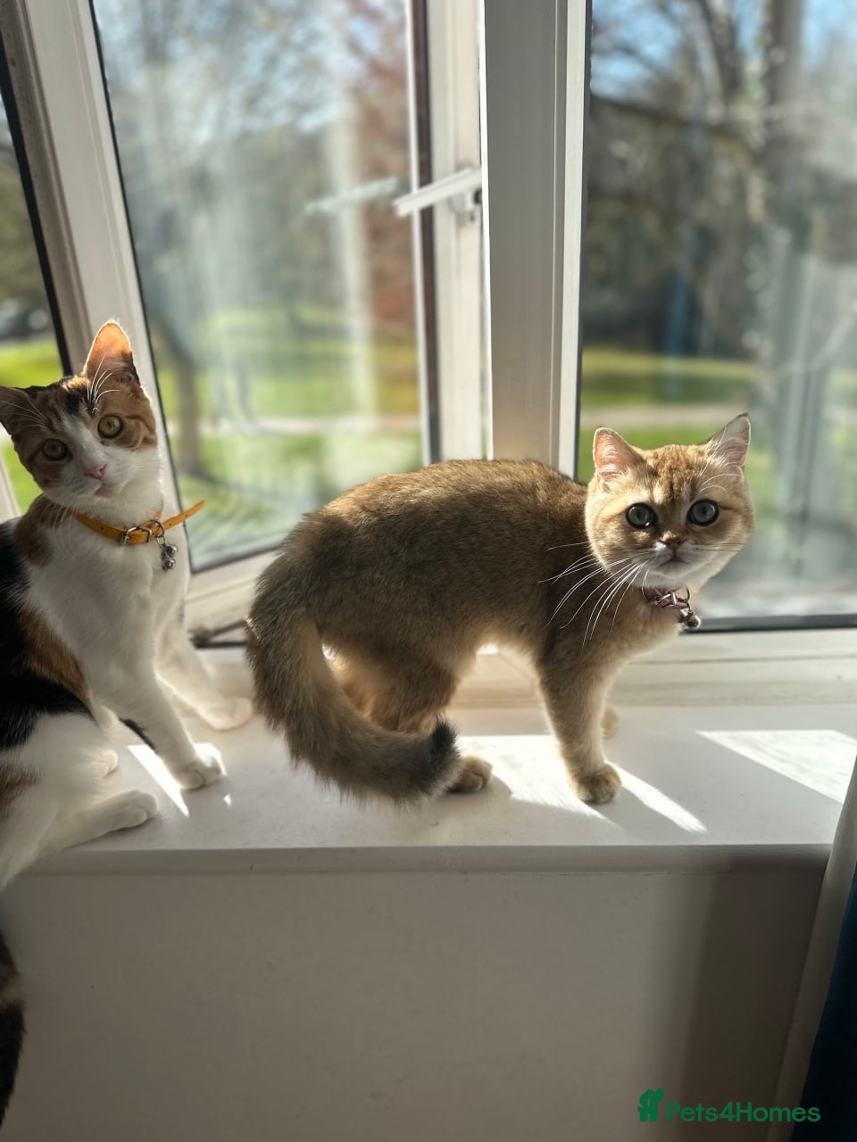 British Longhair cats NY12 Two Beautiful Female Cats Looking for Loving - Advert 8
