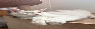 Maine Coon 1
