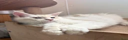 Maine Coon cats for sale: Maine coon kittens  - Advert 9