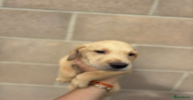 Labrador Retriever dogs - Advert 10