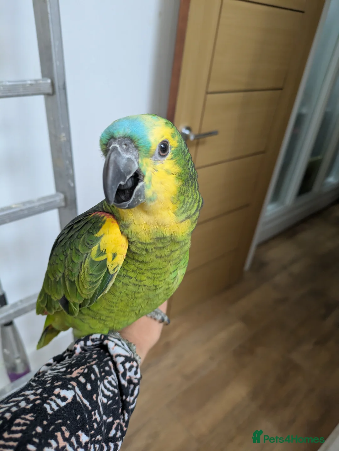 Parrots birds for sale: 2 girls 2 boys silly tamed blue fronted Amazons - Advert 7