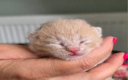 British Shorthair cats for sale: Excellent Quality BSH kittens for Reservation - Image 14