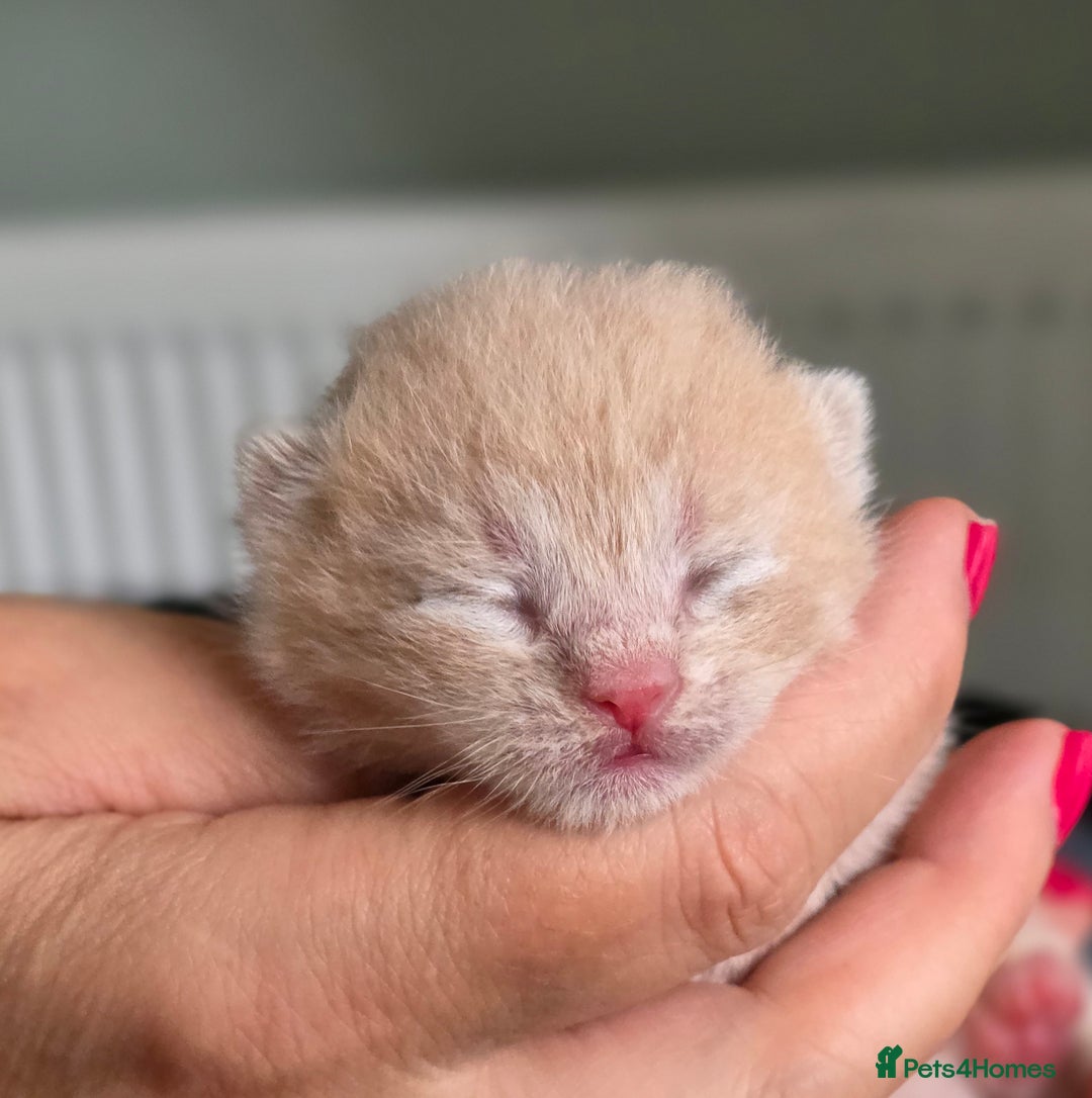 British Shorthair cats for sale: Excellent Quality BSH kittens for Reservation - Image 14