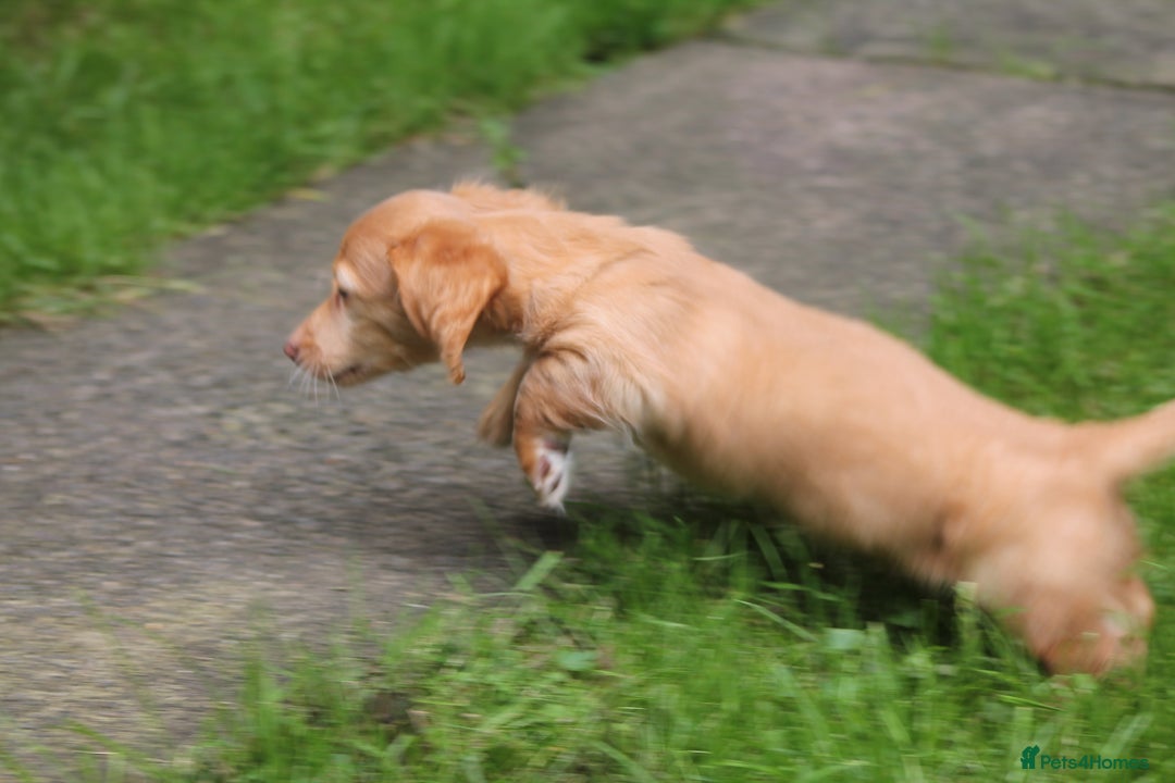 Dachshund dogs for sale: KC beautiful cream dachshund miniature long haired - Image 3