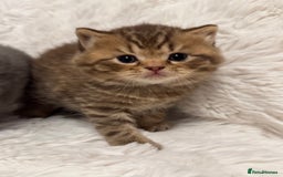 British Shorthair cats for sale: 🐾 Adorable British Shorthair Kittens for Sale 🐾 - Image 3