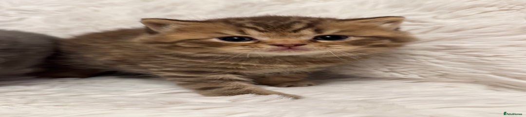 British Shorthair Kitten 2