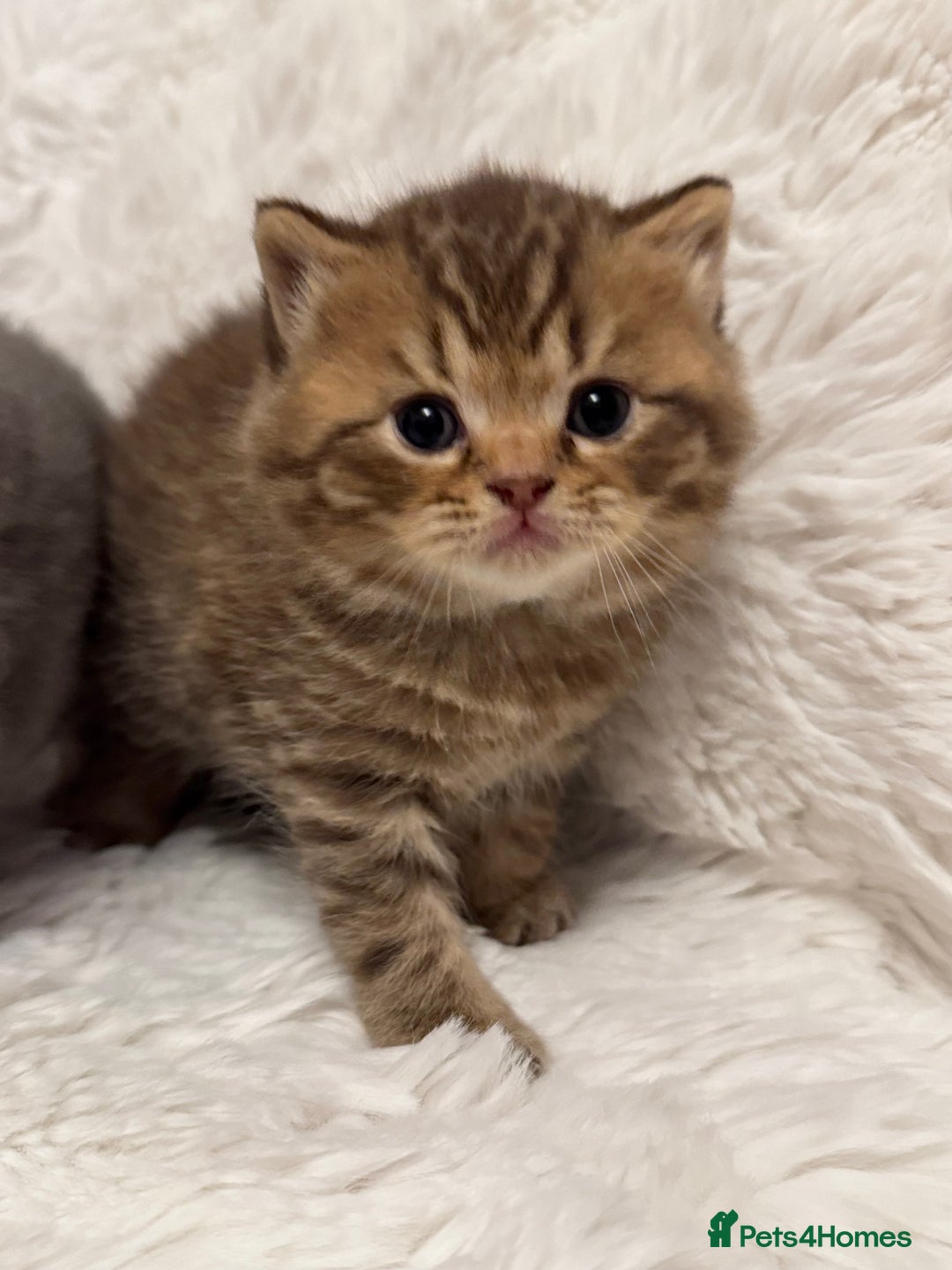 British Shorthair cats for sale: 🐾 Adorable British Shorthair Kittens for Sale 🐾 - Image 3