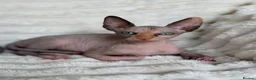 Sphynx cats for sale: Beautiful Sphynx Girl Ready for Her Forever Home  - Advert 10