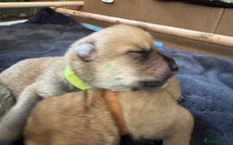 Mixed Breed dogs for sale: Beautiful Inca & handsome Nanuq PUPDATE x2  - Image 16