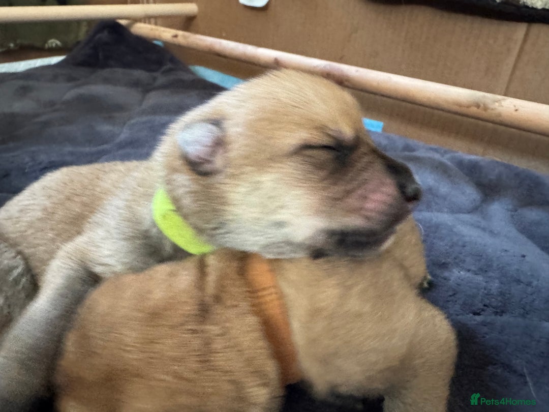 Mixed Breed dogs for sale: Beautiful Inca & handsome Nanuq PUPDATE x2  - Image 16