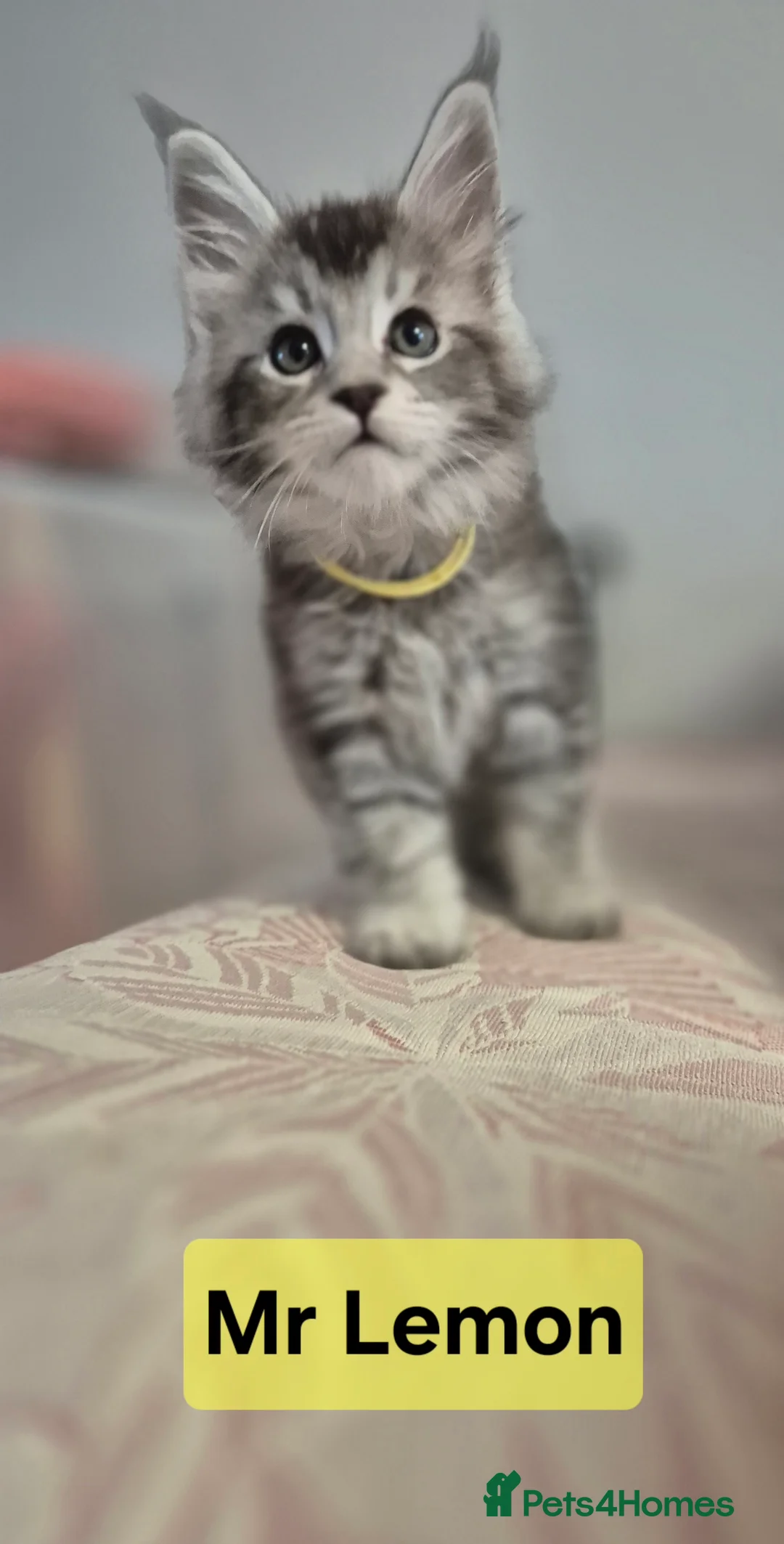 Maine Coon cats for sale: 🎀 Outstanding GCCF Pedigree Maine Coon Kittens  - Advert 5