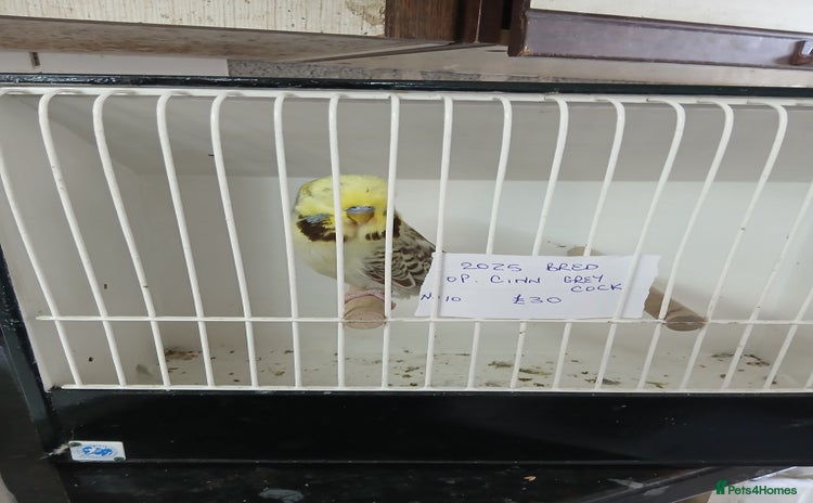 Budgerigars birds - Advert 1