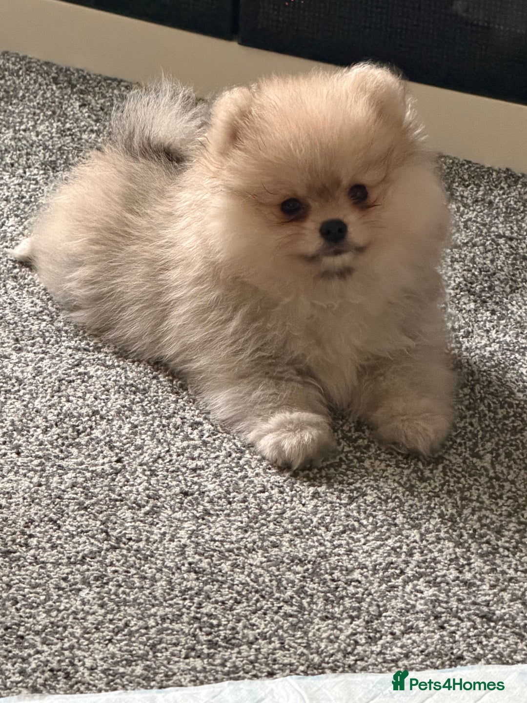 Pomeranian dogs for sale: Teddy bear pomeranian - Advert 1