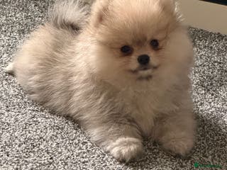 Pomeranian dogs Teddy bear pomeranian - Advert 1