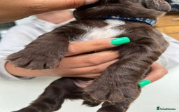 Sprocker dogs for sale: Chocolate sprocker spaniel puppies  - Image 7