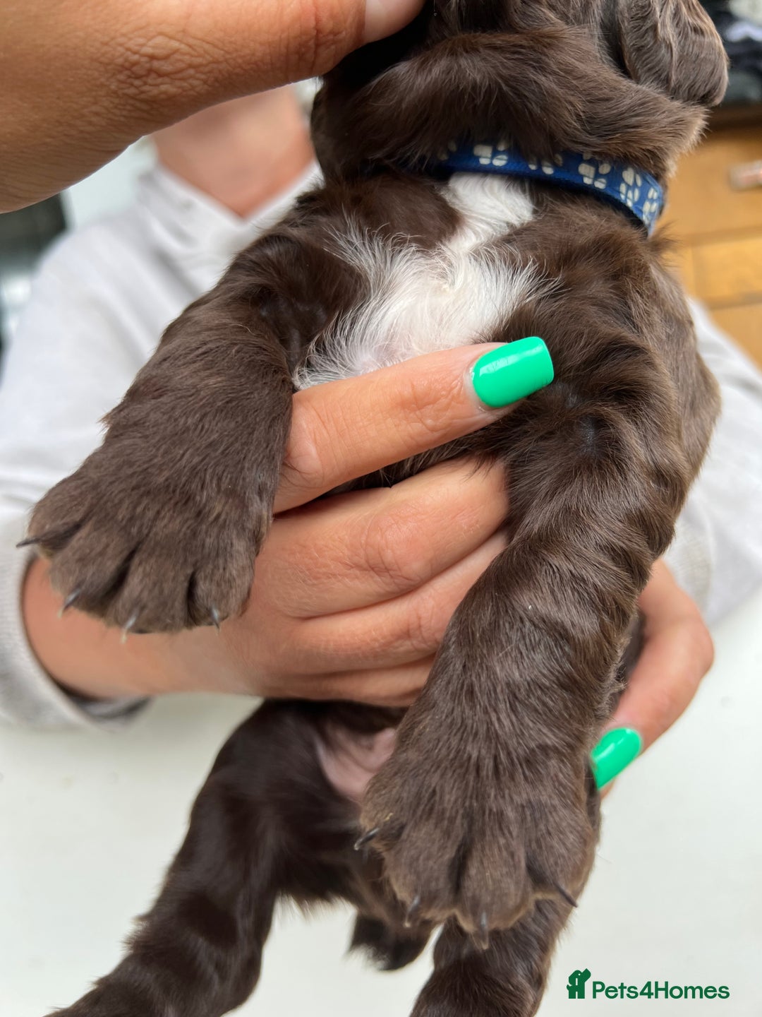 Sprocker dogs for sale: Chocolate sprocker spaniel puppies  - Image 7