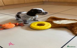 Cocker Spaniel dogs for sale: Working Cocker spaniel puppies  - Image 14