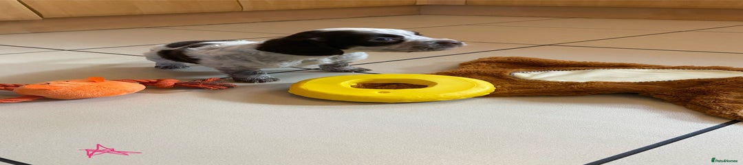 Cocker Spaniel Puppy 2