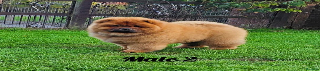 Chow Chow Puppy 2