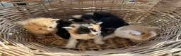 Mixed Breed cats for sale: Stunning tortoiseshell/ ginger long/mid hair kits - Advert 11