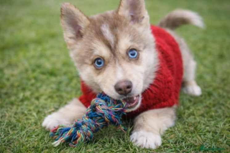 Pomsky dogs LAST Pomsky Puppy for Sale - Advert 3