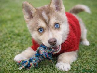 Pomsky dogs LAST Pomsky Puppy for Sale - Advert 3