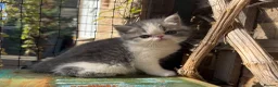Exotic cats for sale: Outstanding Exotic Shorthair Kittens - Advert 14
