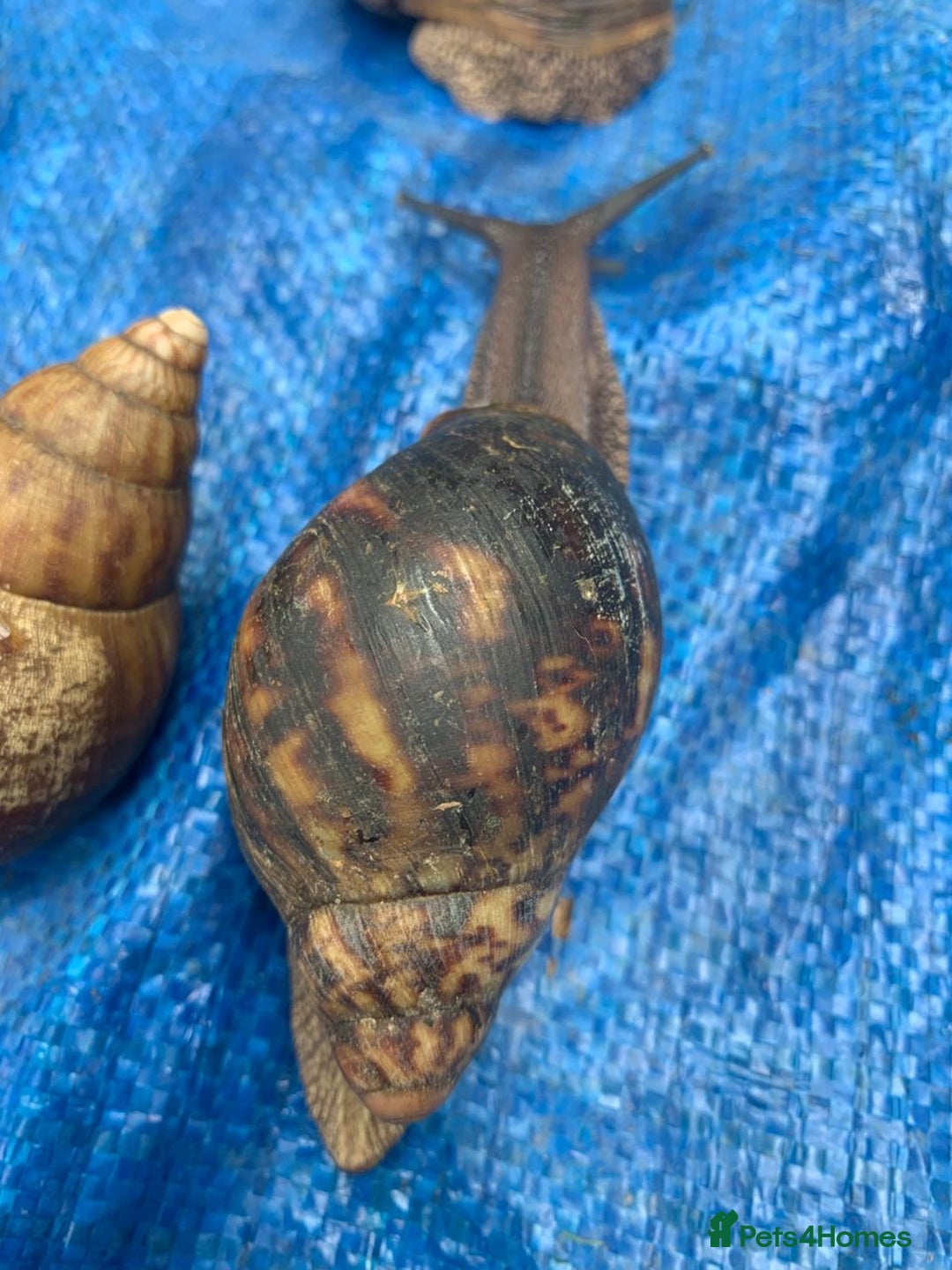 Snails invertebrates for sale: African Giants Land Snails  - Image 5